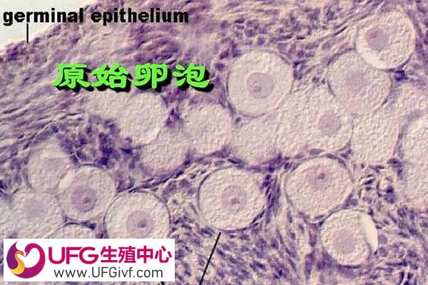卵泡发育有几个阶段,每个阶段有多大 卵泡发育有几个阶段,每个阶段有多大